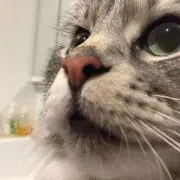 ふろーれん プロフ確認お願いします。の画像