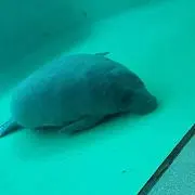 たか