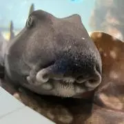 ゴンズイとネコザメ