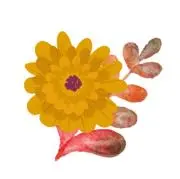 けいと【プロフ必読・原則火曜日発送】の画像