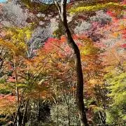 しーちゃんの画像