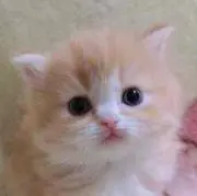 キティ