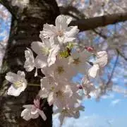 vmkの画像