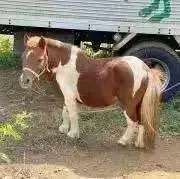 Buddyの画像