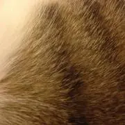 iwammonの画像