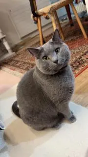 りゅう