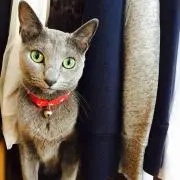 あめの画像