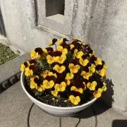 ポコの画像