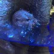 かわうそ