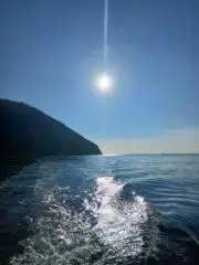 だはゆりの画像