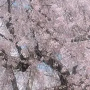 kanaの画像
