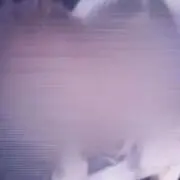 カワサキの画像