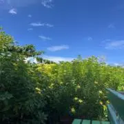 AAの画像