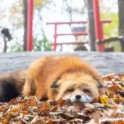 おむらいす