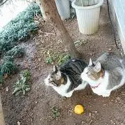 風ちゃんの画像