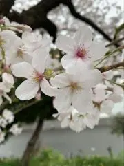 よっしゃの画像