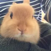 はるぼー