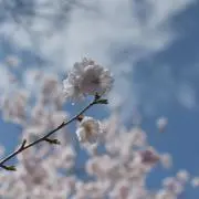 カリン