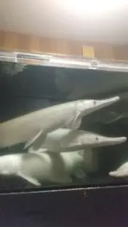 すぱとぅらの画像