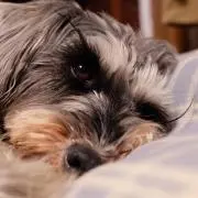TYの画像