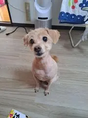 Rの画像