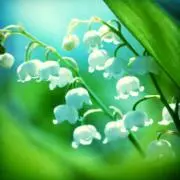 すずらん