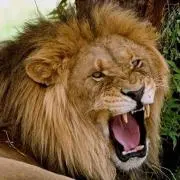 ジュウオウ