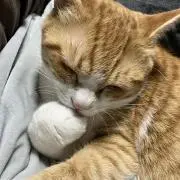 KANAの画像