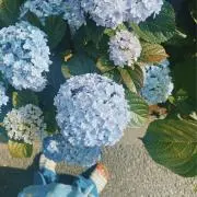 なす