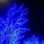 ひまわりの画像