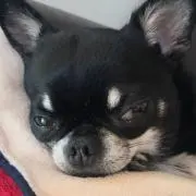 cocoの画像