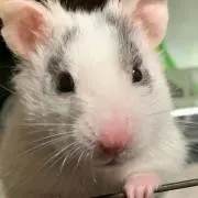 デカコロの画像