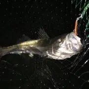 アルテマ