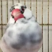 まじょこ