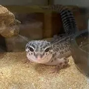 Keeikoo