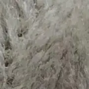 きゃむの画像
