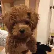 フィッシングモコの画像