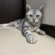 ハルチカの画像
