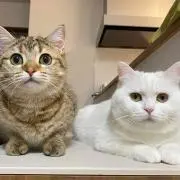 ケロロン