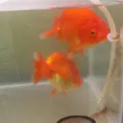 REDの画像