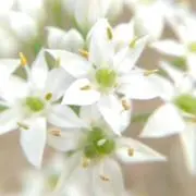 ぴいの画像