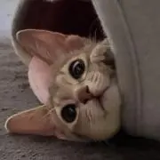 リリーの画像