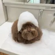 チロル@2種類目から100円引きの画像