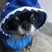 おれんじの画像