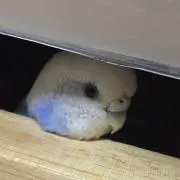 くうの画像