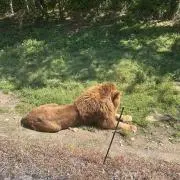 たけまる