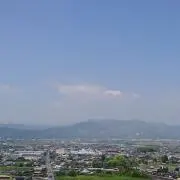 トラの画像