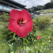 ココの画像