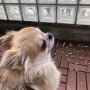 ちょぼちゃんの画像