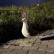 つむつむ